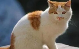 猫咪走路走不稳的原因,可能是关节受伤了或胡子被剪掉了
