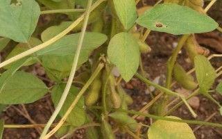 菏豆15号大豆品种的特性,属中熟夏大豆品种