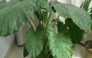 去甲醛味常用什么植物，可选择滴水观音、白掌等