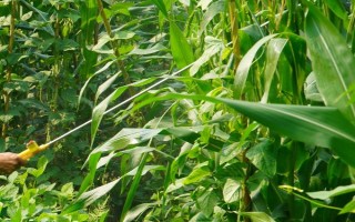 烟嘧磺隆的使用注意事项，不能私自加大用药量