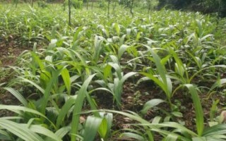 白芨种苗的价格，1株需要0.2-0.8元左右