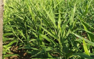 种植生姜如何追肥，除基肥外通常要进行三次追肥