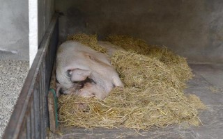 猪的应激反应如何减少，尽可能提供营养好的饲料