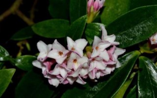 瑞香花如何养殖以及要注意什么,春季现蕾前可接受全日照