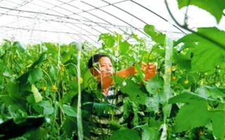 怎样种植丝瓜，生长适温度为20-24℃