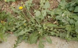 蒲公英的飞絮时间，一般为6-7月份