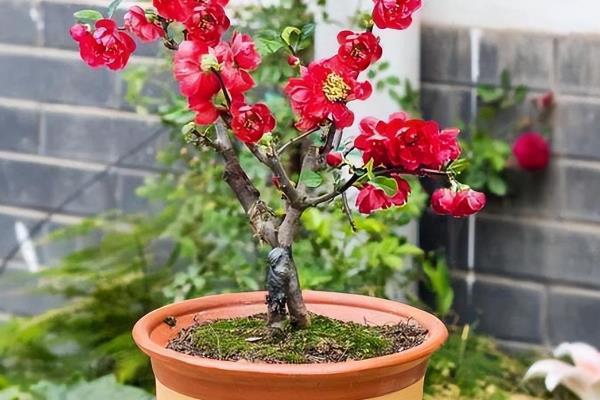 海棠花的种植技术，适宜生长在温暖的环境中