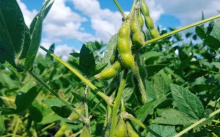 适合湖北种植的大豆品种，常见的有鄂豆10号、鄂2066等