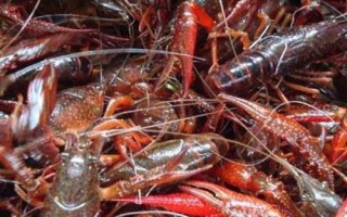 养殖小龙虾的风险，劣质虾苗难以成活