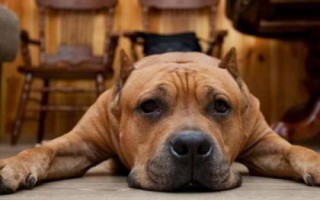 狗狗患上老年痴呆的症状,会出现忘记口令、喜欢发脾气等情况