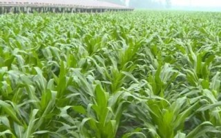 登海鲁西208玉米品种简介，注意防治瘤黑粉病
