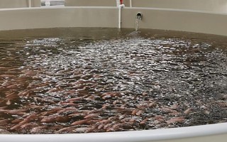 夏季水产养殖技术，每次注水深度保持在12-14厘米左右