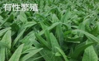 什么叫无性繁殖,无需通过受精过程的繁殖方法