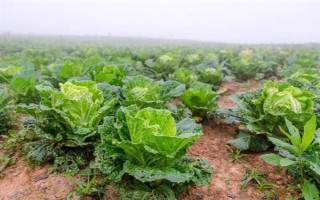 白菜的生长周期是多久，是55-100天左右