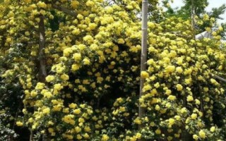 木香花苗的价格,与产地、苗龄、品种有关