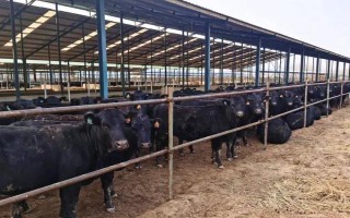 安格斯牛的相关介绍,头上无角、被毛呈黑色是它的主要特征