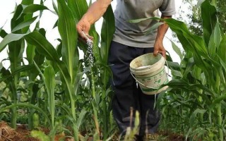 研锋177玉米品种简介，放赤眼蜂防治玉米螟虫