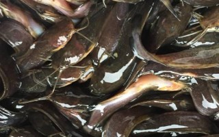 没人吃八须鱼的原因，肉质粗糙口感不佳是主要原因之一