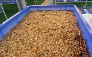 养殖蛋白虫能否赚钱,主要取决于养殖技术