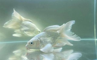 鱼身上有黑点如何解决,水质差需每隔1周换一次水