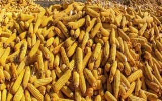 斯达糯60玉米品种简介,在中等肥力以上地块栽培